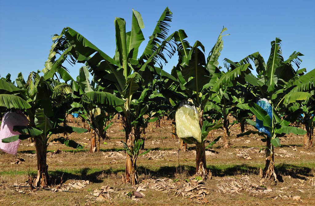 Plantație de bananieri