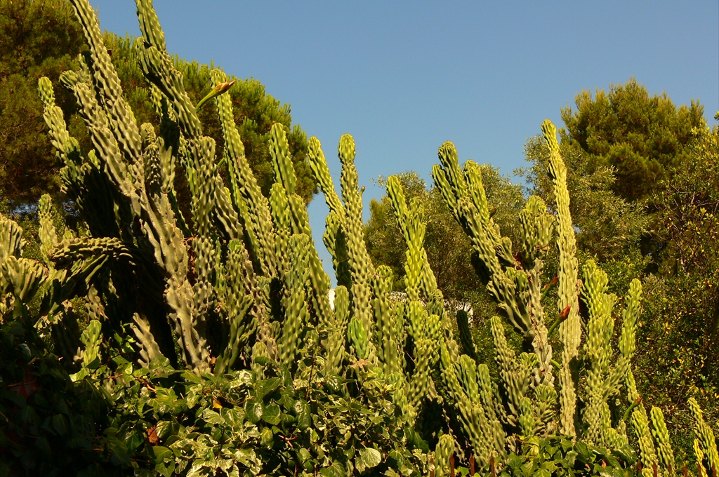 Peisaj mediteranean - Anacapri, Insula Capri, Italia