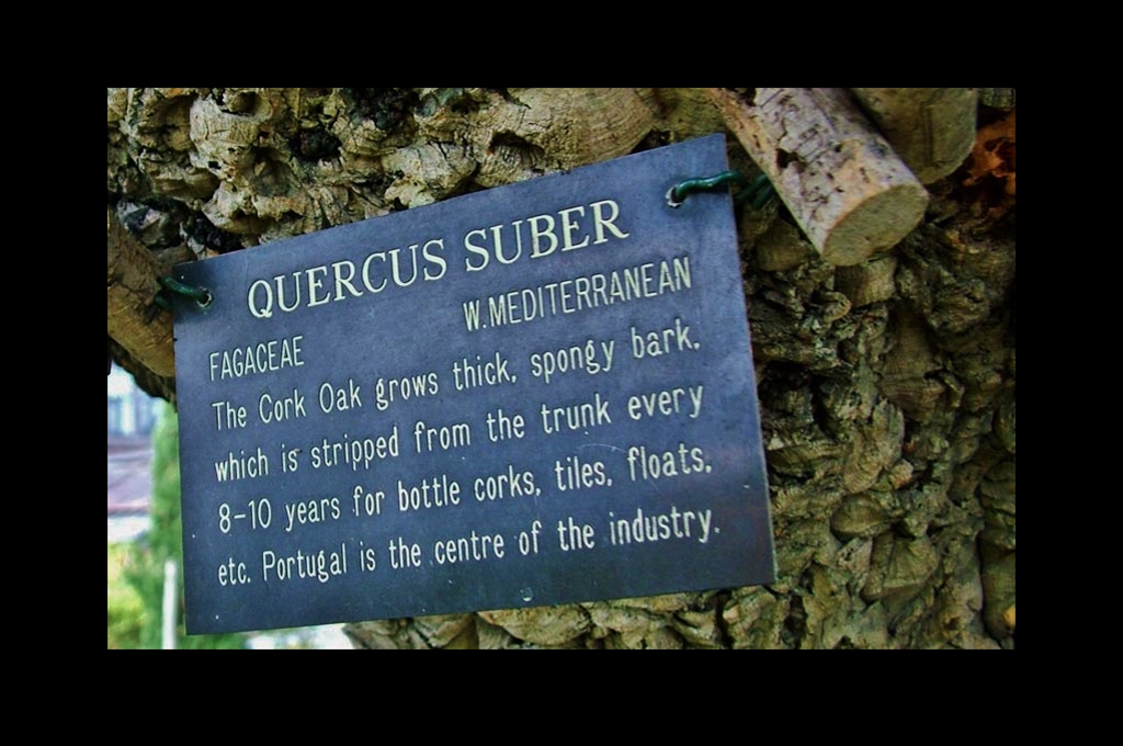 Cork oak tree, Portugal