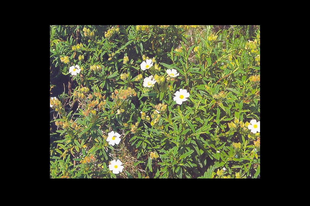 Garriga, Trandafirul de stâncă (Cistus Monspeliensis), Grecia