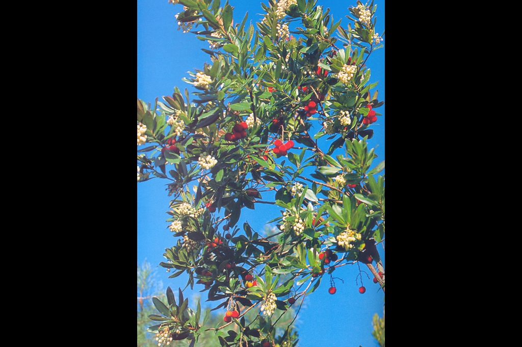 Maquis - Arbutus unedo (Ericaceae), sudul Franței