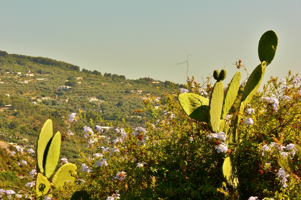 Peisaj de cactuși, arbori și arbuști pitici, Anacapri, Insula Capri, Italia