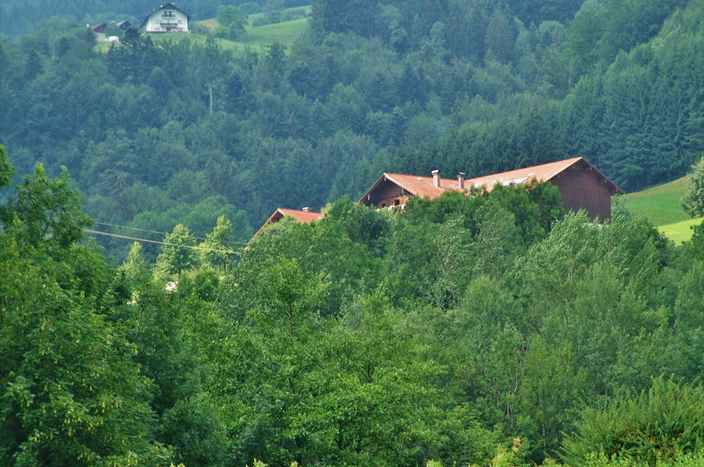 Păduri de foioase