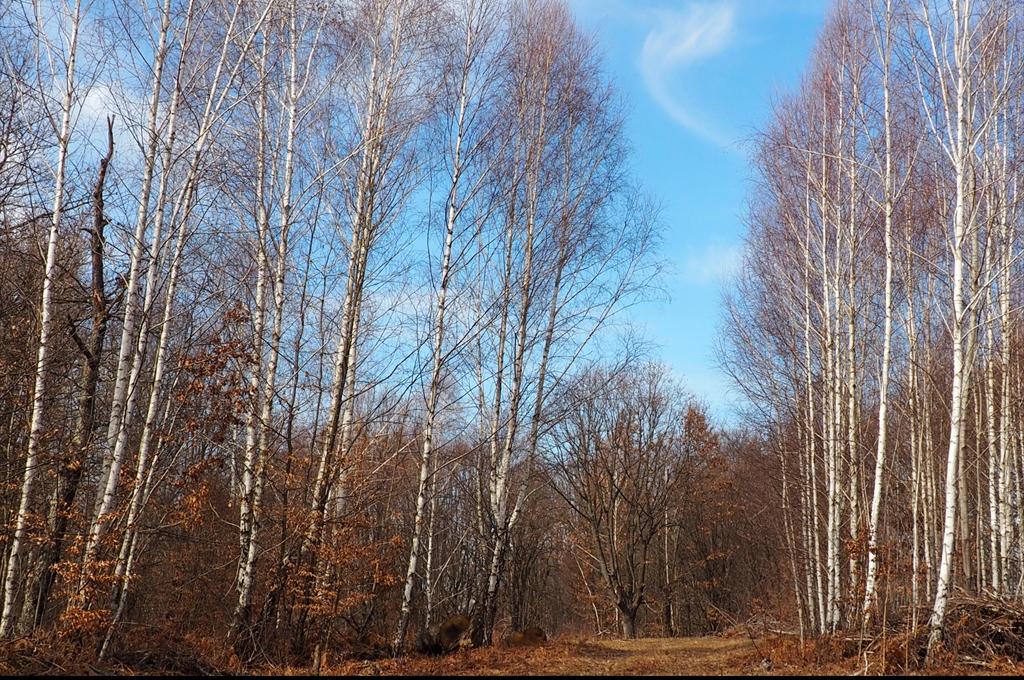 Pădure de foioase la începutul primăverii