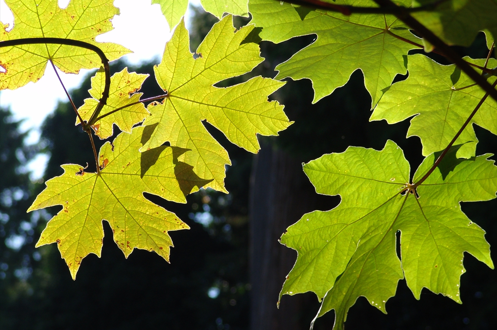 Frunze de artar in Stanley Park, Vancouver