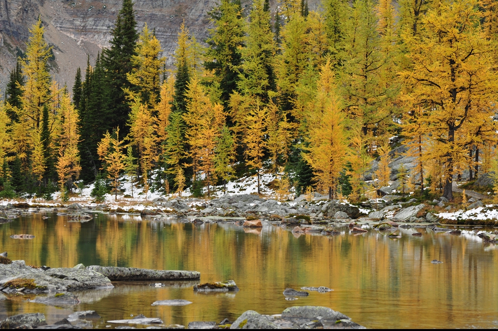 Lacul O'Hara, larice, septembrie