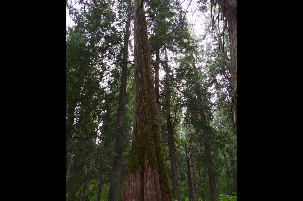 Thuja gigant