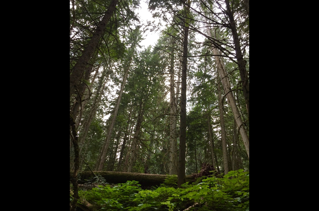 Mount Revelstoke National Park, Canada