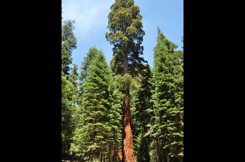 Sequoia National Forest