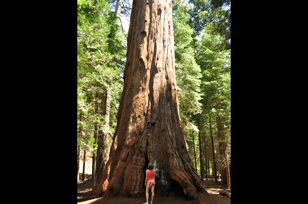 Sequoiadendrum giganteum