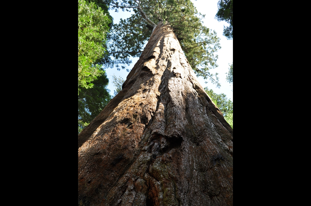 Sequoiadendrum giganteum