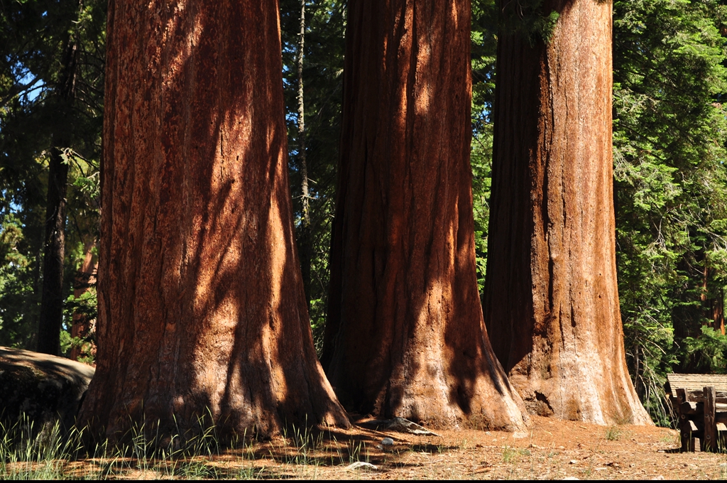 Sequoiadendrum giganteum