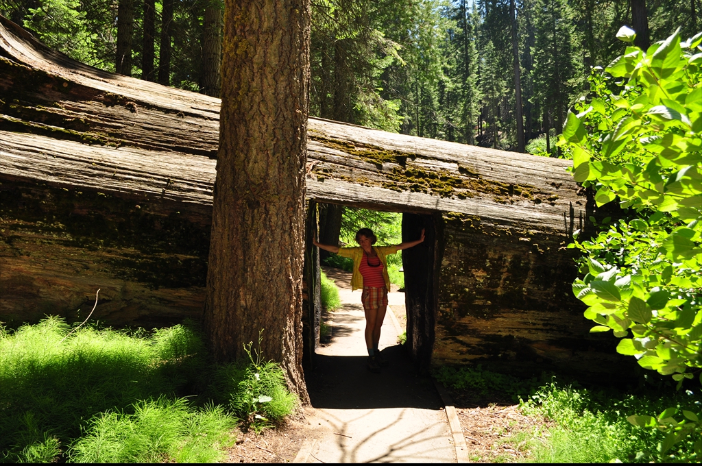 Sequoiadendrum giganteum