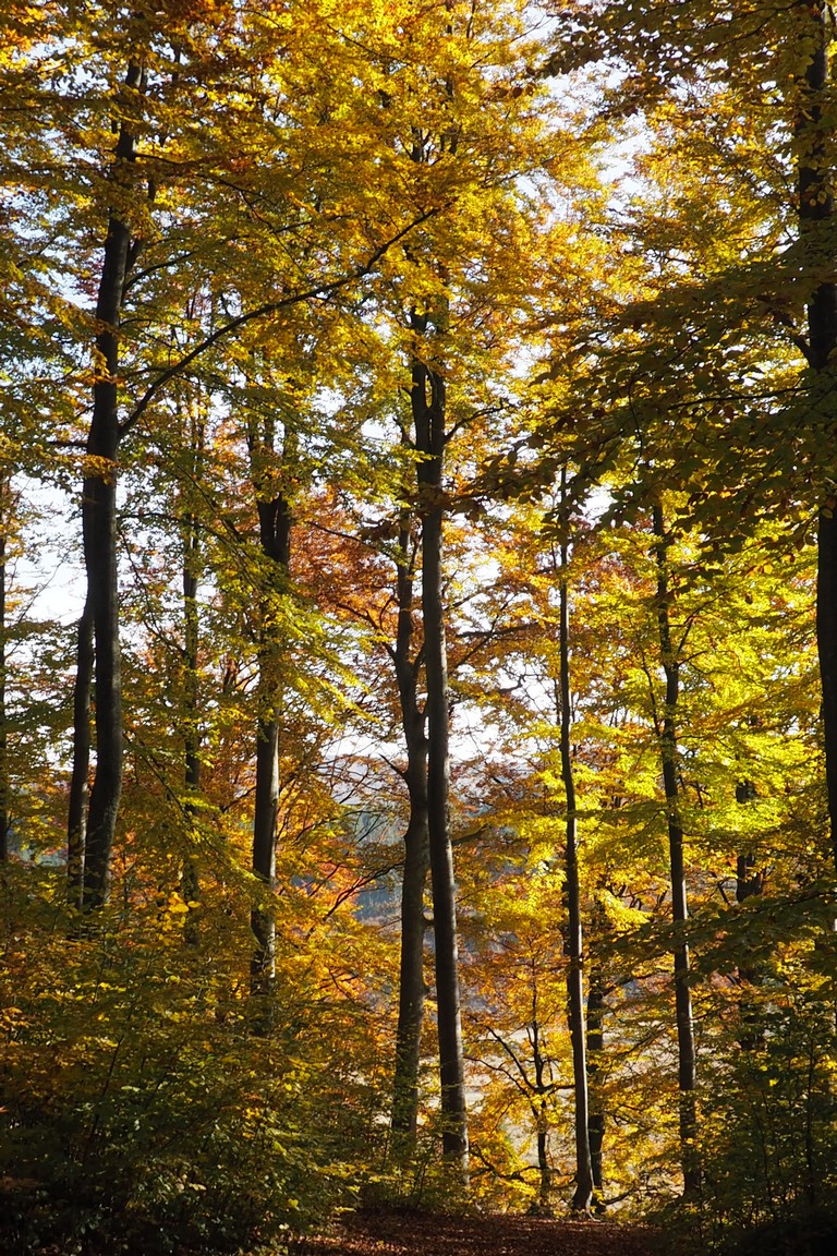 Pădure de foioase