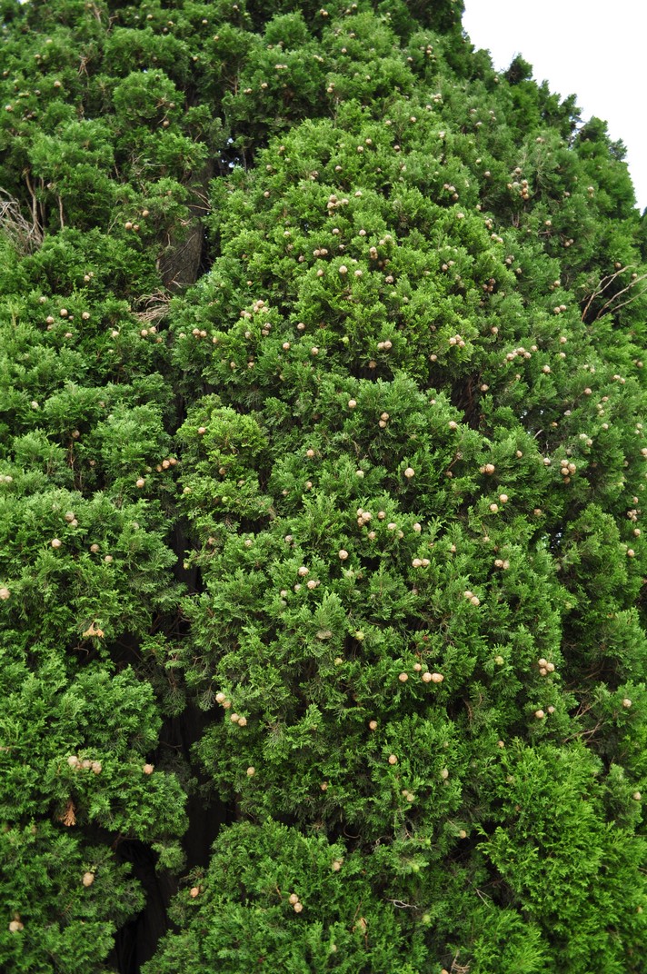 Thuja gigant, sudul Franței