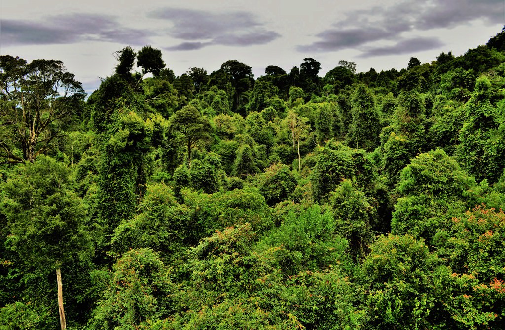 Densitatea mare a vegetației în pădurea ecuatorială