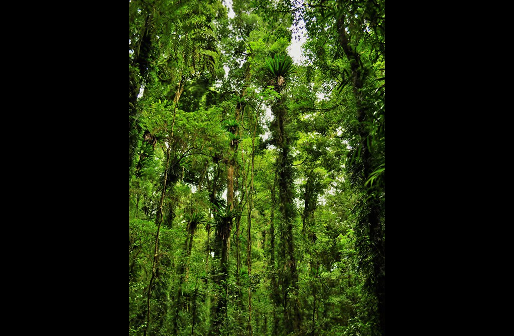 Densitatea mare a vegetației în pădurea ecuatorială