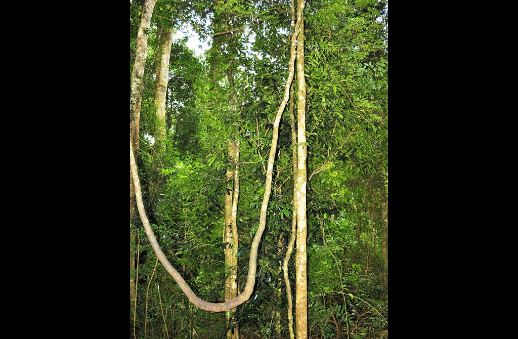 liane în pădurea ecuatorială