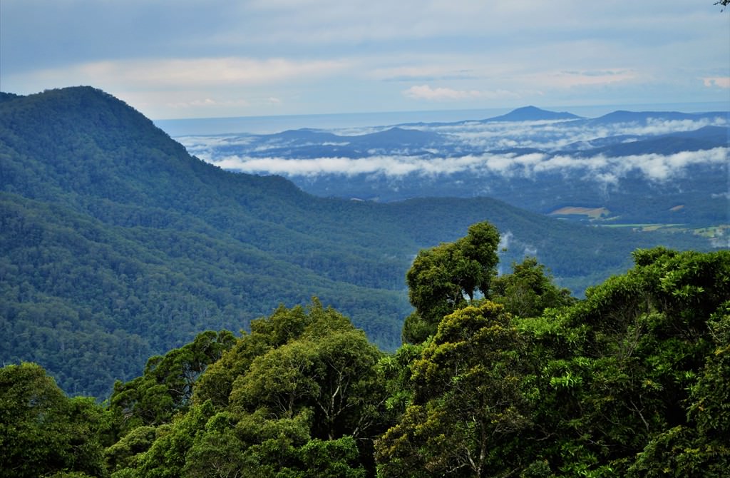 Distribuția pădurii ecuatoriale în altitudine în nordul Australiei