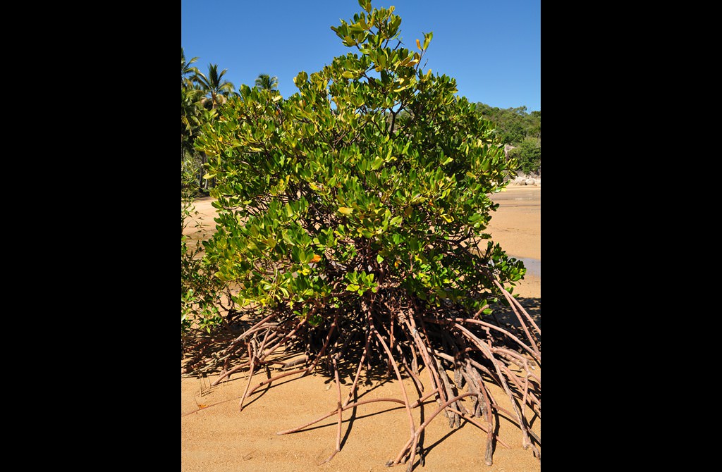Mangrove dezvoltate în zona litorală