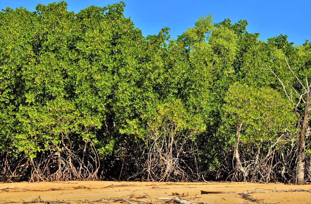 Pădure de mangrove în Australia la litoralul pacific