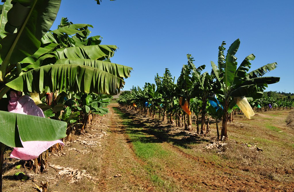 Plantație de bananieri