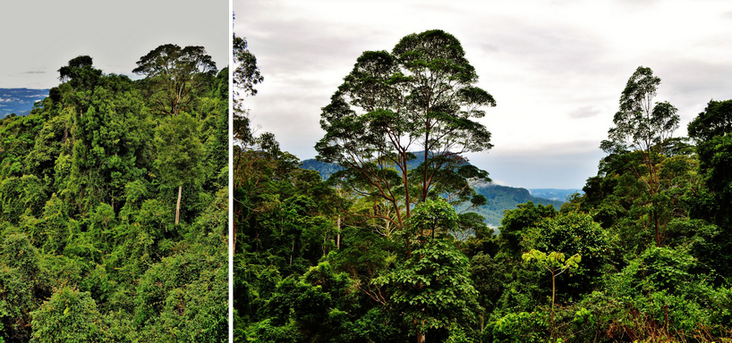 Etajarea vegetației luxuriante în pădurea ecuatorială