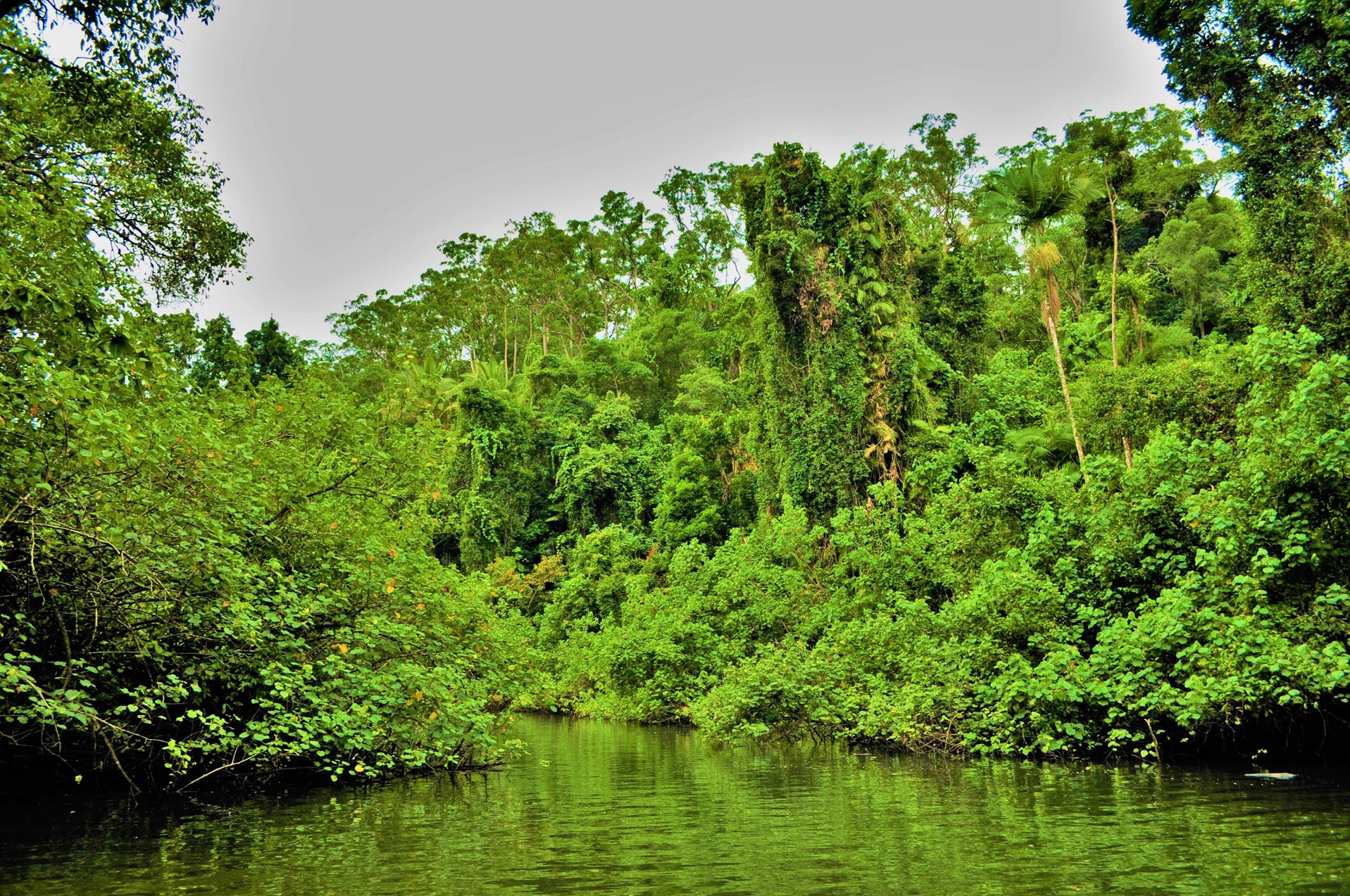 Pădure-galerie dezvoltată de o parte și de alta a râului