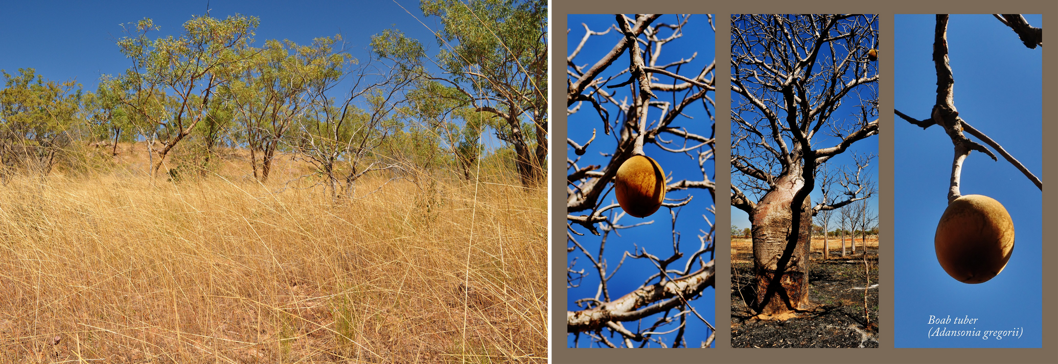 Savană cu eucalipt și baobab cu fructe în anotimpul secetos