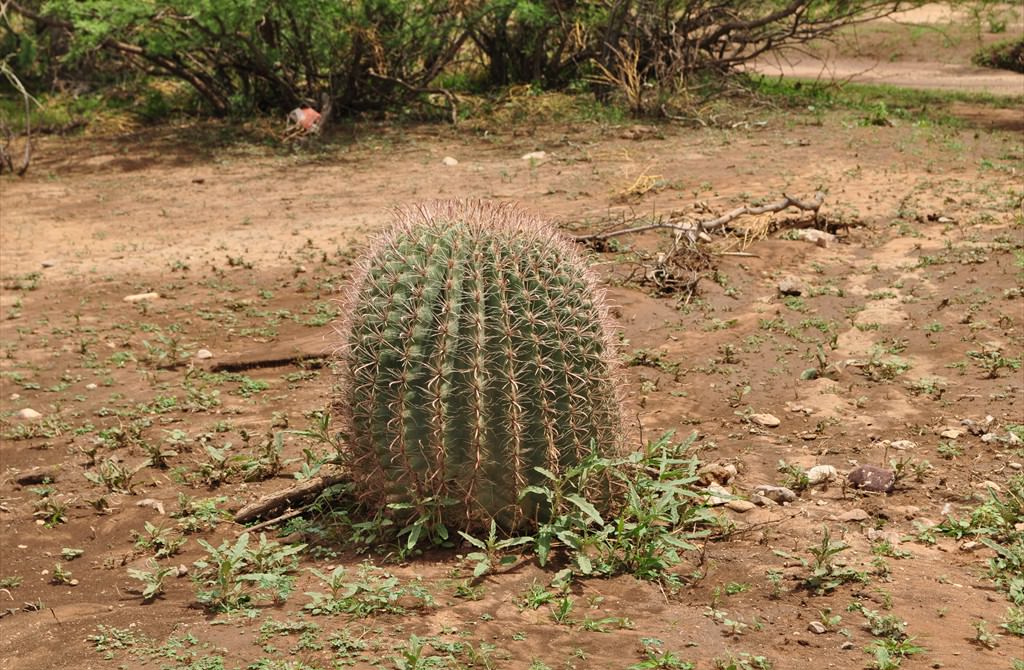 Fishhook Barrel Cactus (Ferocactus wizlizeni), Saguaro National Park, Sonoran Desert