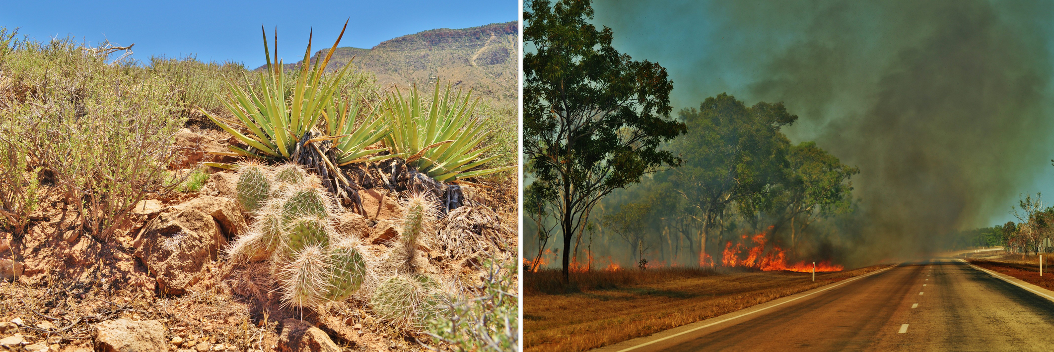 Caatinga și incendii de brusă în Australia