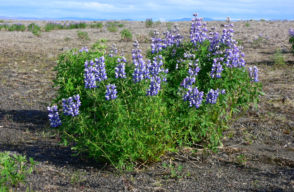 Lupin, genul Lupinus, familia Fabaceae, Islanda