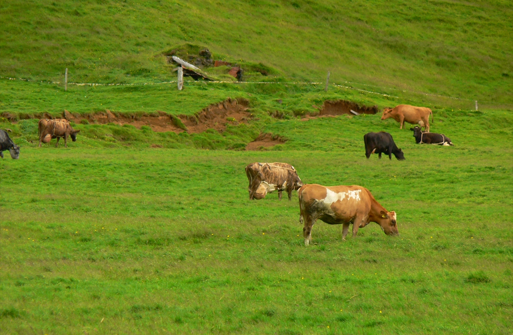 Creșterea animalelor, Skógar, Islanda