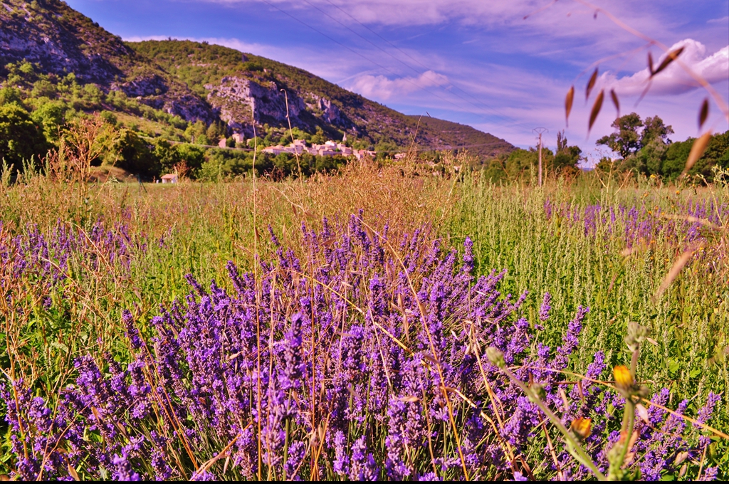 Plantații de lavandă în sudul Franței