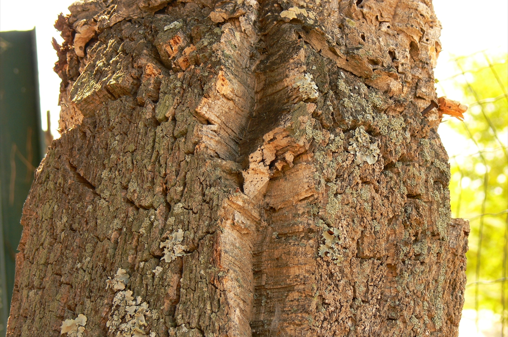 Stejar de plută (Quercus suber), Saint Tropez