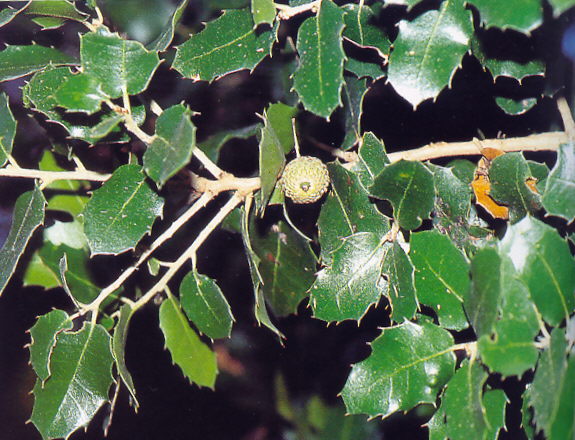 Stejar mediteranean, Quercus Coccifera (Fagaceae)