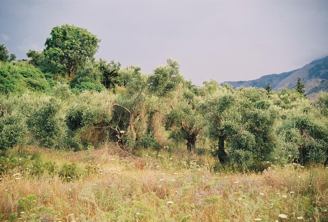 Măslini sălbatici, Grecia