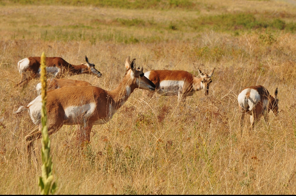 Antilope Pronghorn în preria nord-americană