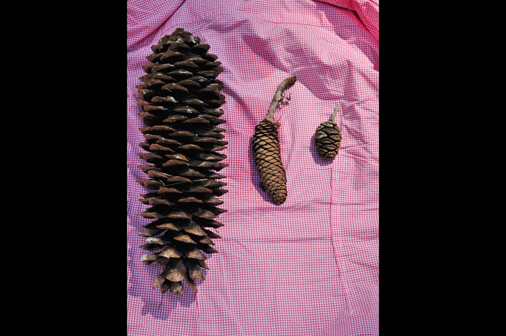 Sugar Pine, Ponderosa Pine, Sequoia cones (from left to right)