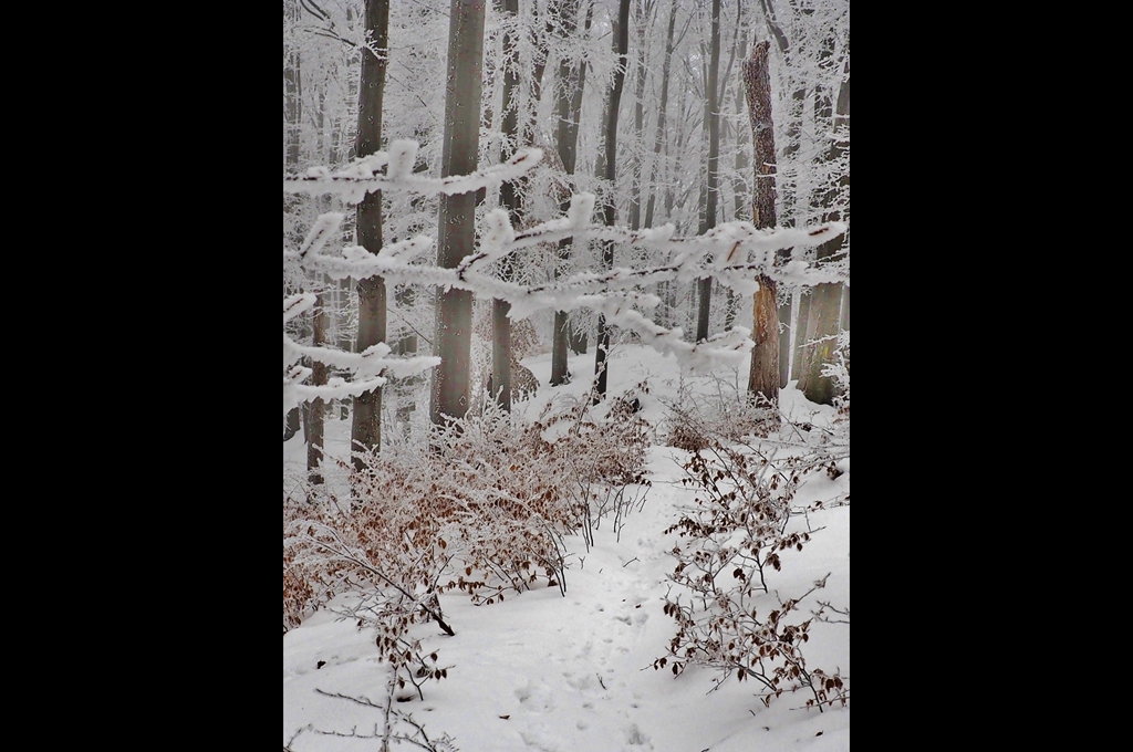 Iarna în pădurea de foioase
